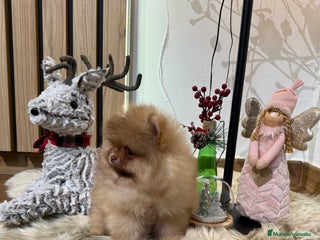 Pomerania perros Pomerania Toy - Anuncio 1
