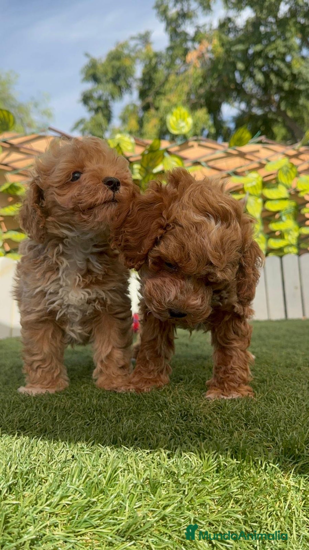 Caniche Toy perros en venta: CANICHE TOY MACHOS - Imagen 6