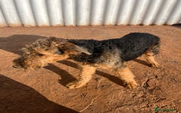 Airedale Terrier perros en venta: Airedale Terrier  - Imagen 1