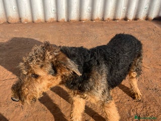Airedale Terrier perros - Anuncio 1