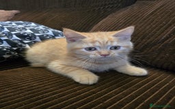 Británico de Pelo Corto gatos en venta: Gatcot.com - Imagen 1