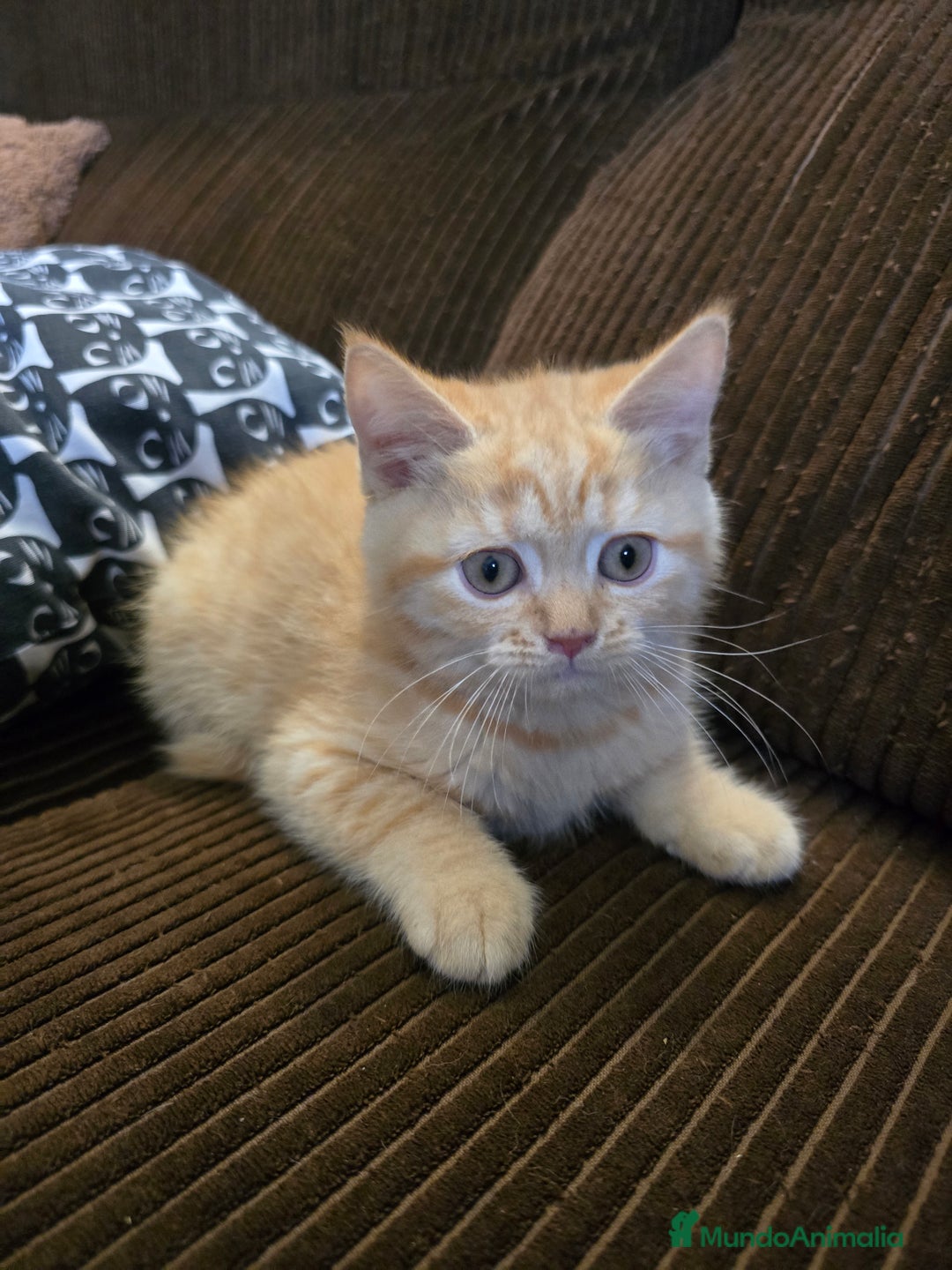 Británico de Pelo Corto gatos en venta: Gatcot.com - Imagen 1