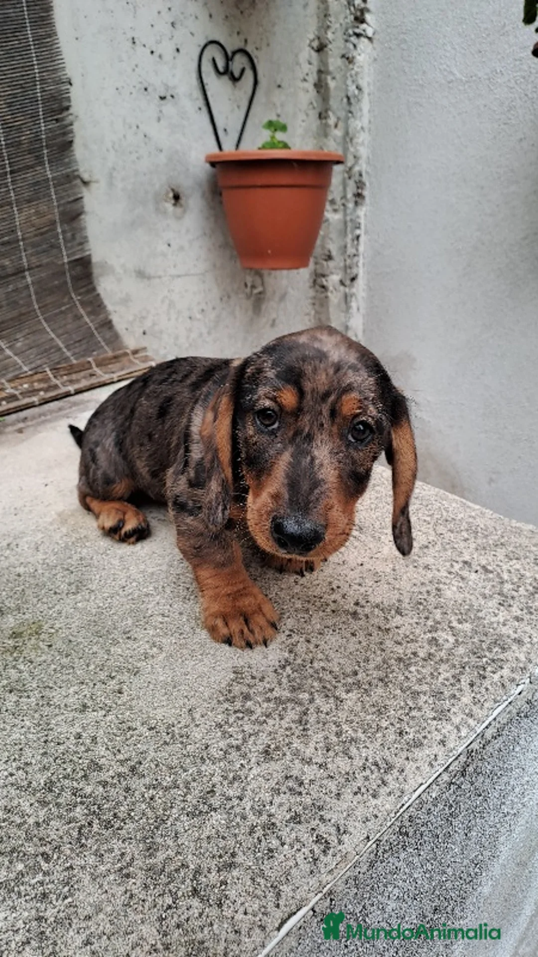 Teckel perros en venta: Teckel - Anuncio 2