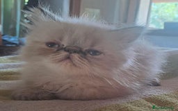 Persa gatos en venta: Persas himalayos - Imagen 4