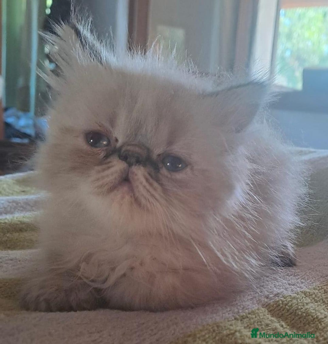 Persa gatos en venta: Persas himalayos - Imagen 4