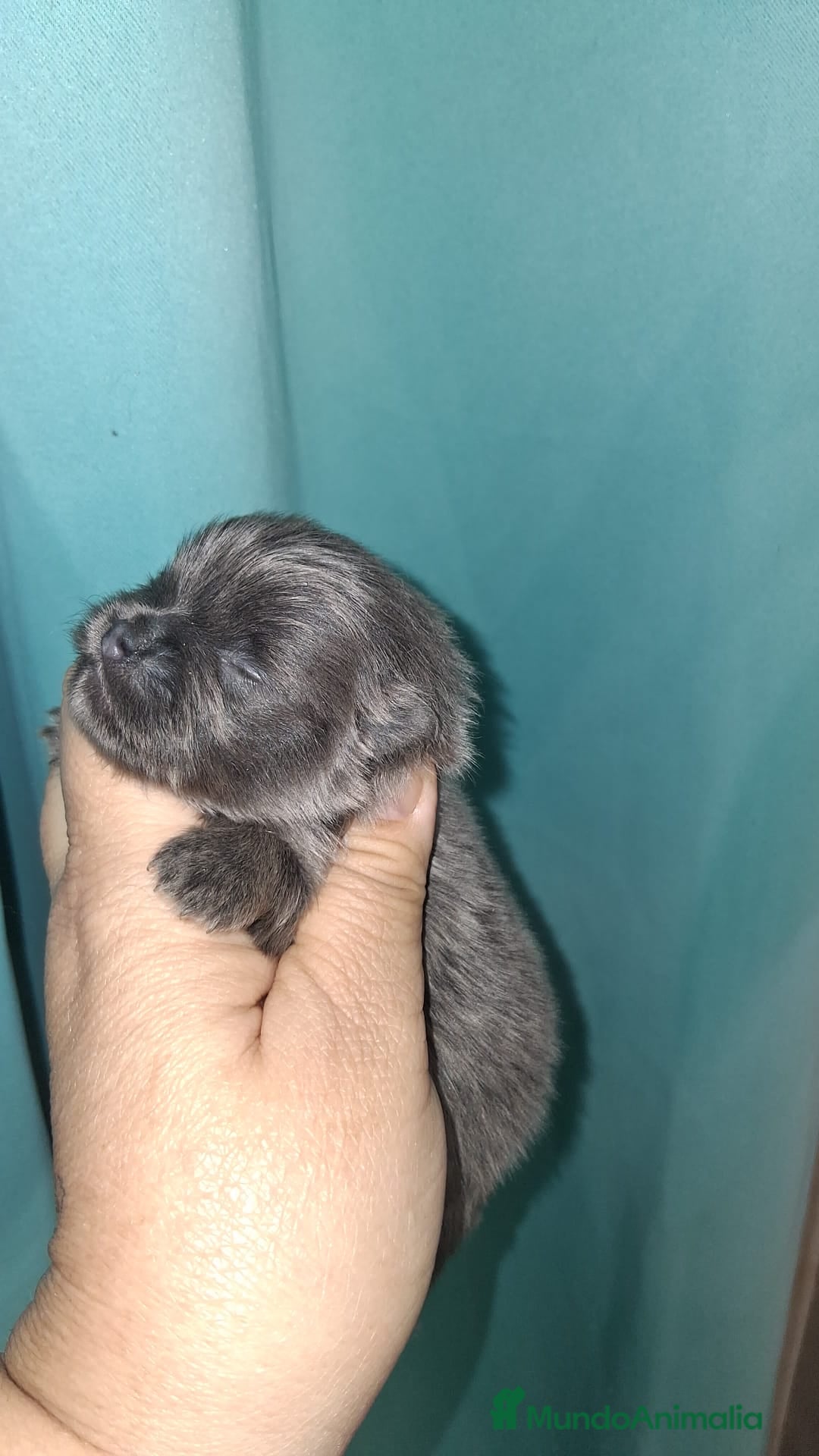 Pomerania perros Pomerania para reservar exóticos  - Anuncio 16