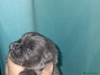 Pomerania perros Pomerania para reservar exóticos - Anuncio 16