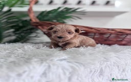 Maltipoo perros en venta: MALTIPOO - Imagen 11