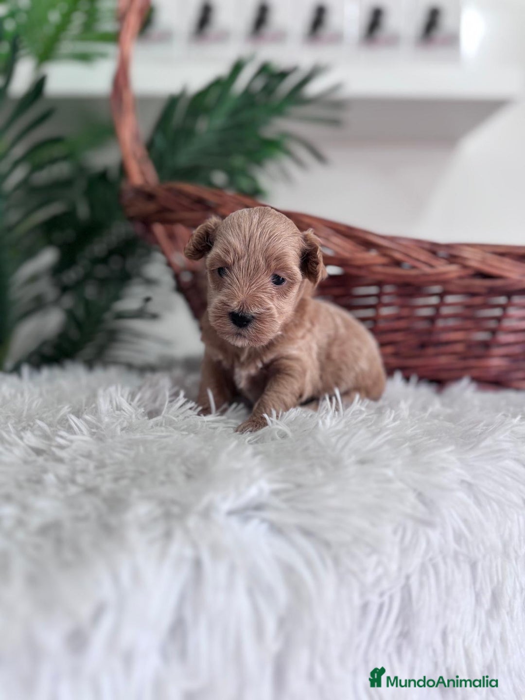 Maltipoo perros en venta: MALTIPOO - Imagen 11