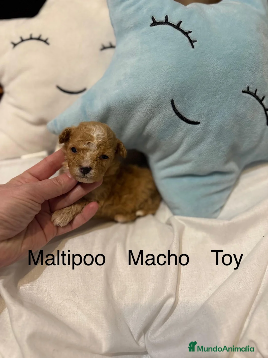 Maltipoo perros en venta: Maltipoo TOY  - Anuncio 4