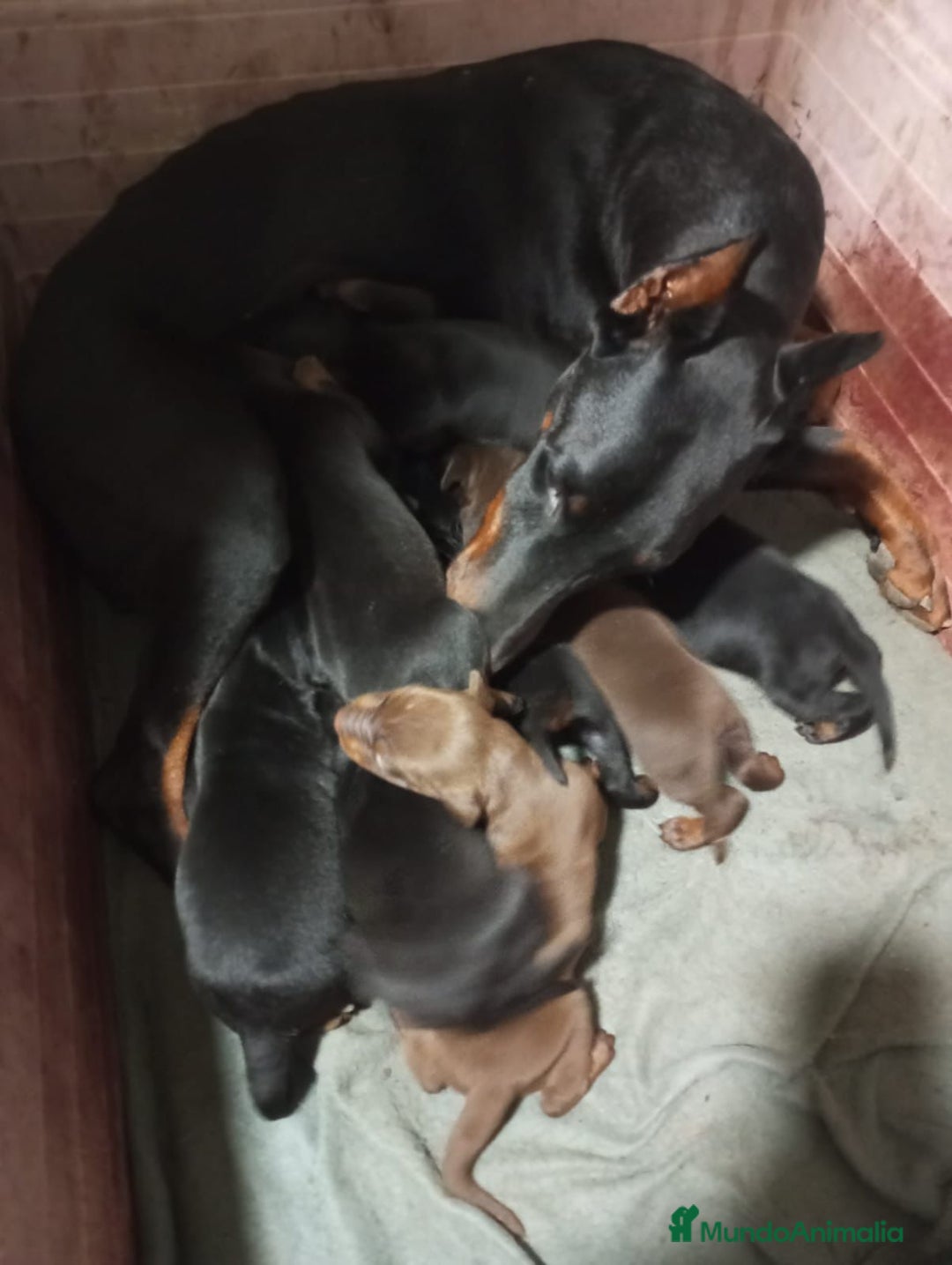 Dobermann perros en venta: Doberman  - Anuncio 7