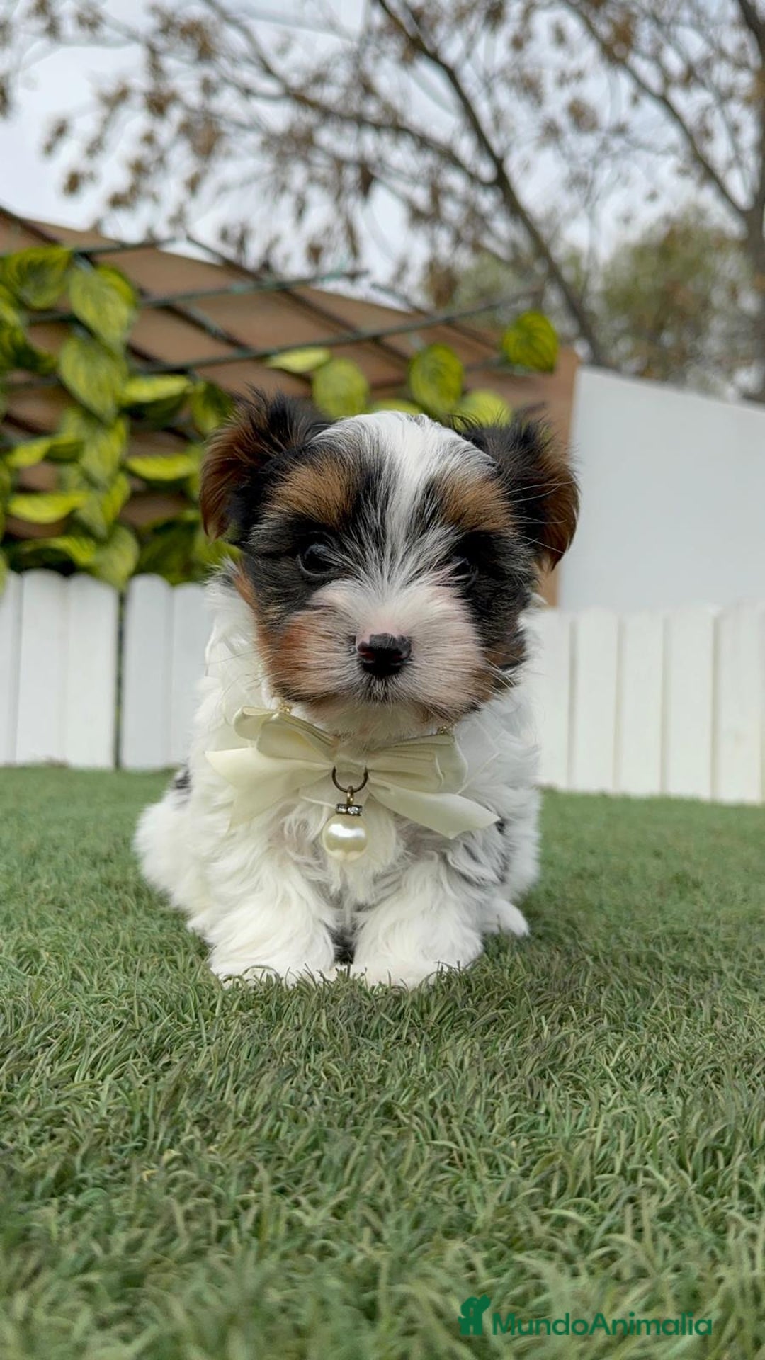 Yorkshire Terrier perros en venta: YORKSHIRE BIEWER - Anuncio 24