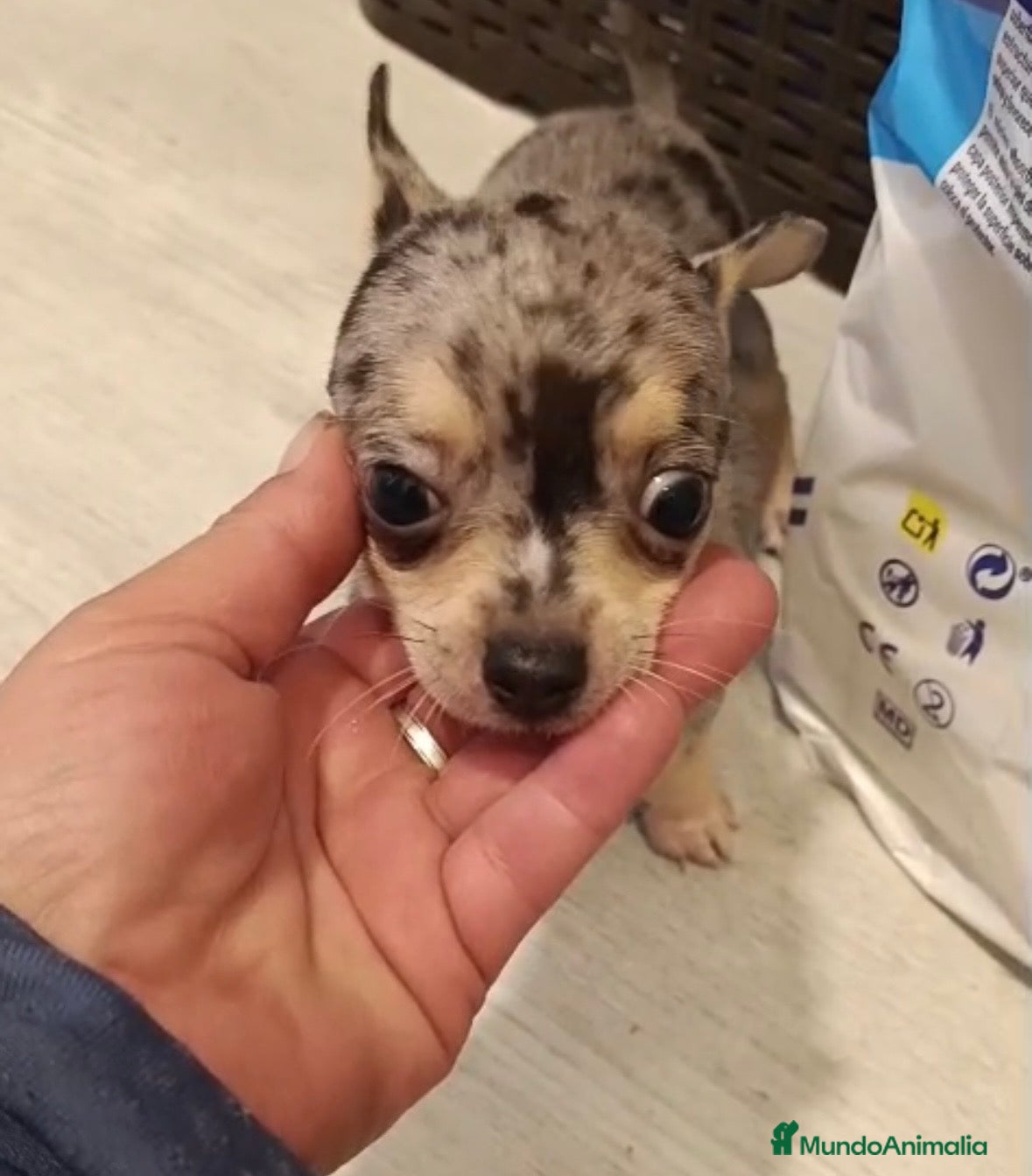 Chihuahua perros Chihuahua merle macho🐶🐾🩵 - Anuncio 1