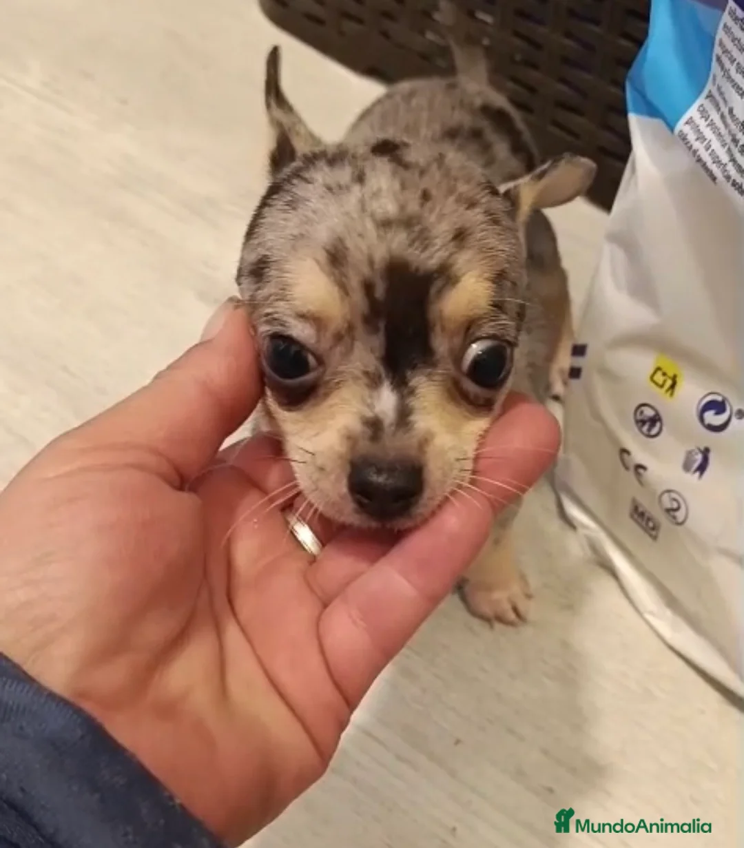Chihuahua perros en venta: Chihuahua merle macho🐶🐾🩵 en Sevilla - Anuncio 1