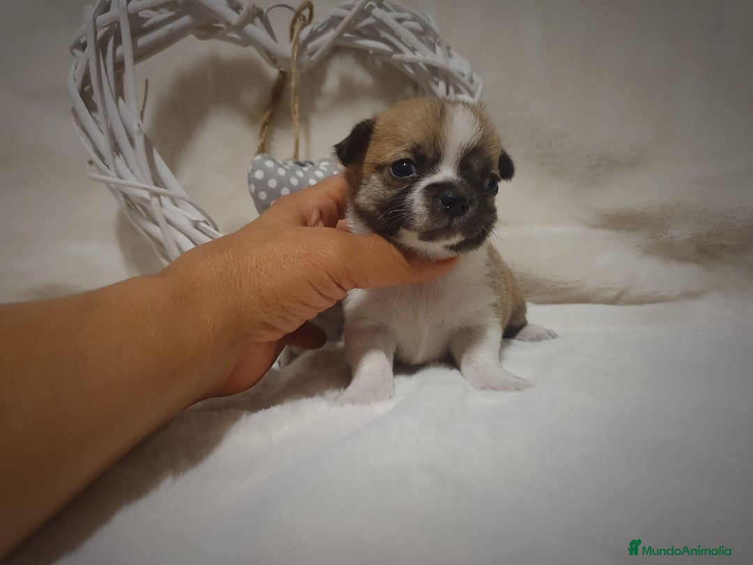Chihuahua perros en venta: Chiguagua - Imagen 11