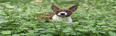 Basenji Macho atigrado
