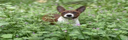 Basenji perros en venta: 🐾🐾🐾 BASENJI EXCLUSIVOS 🐾🐾🐾 - Anuncio 3