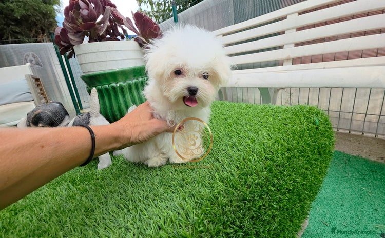 Bichón Maltés perros - Anuncio 16