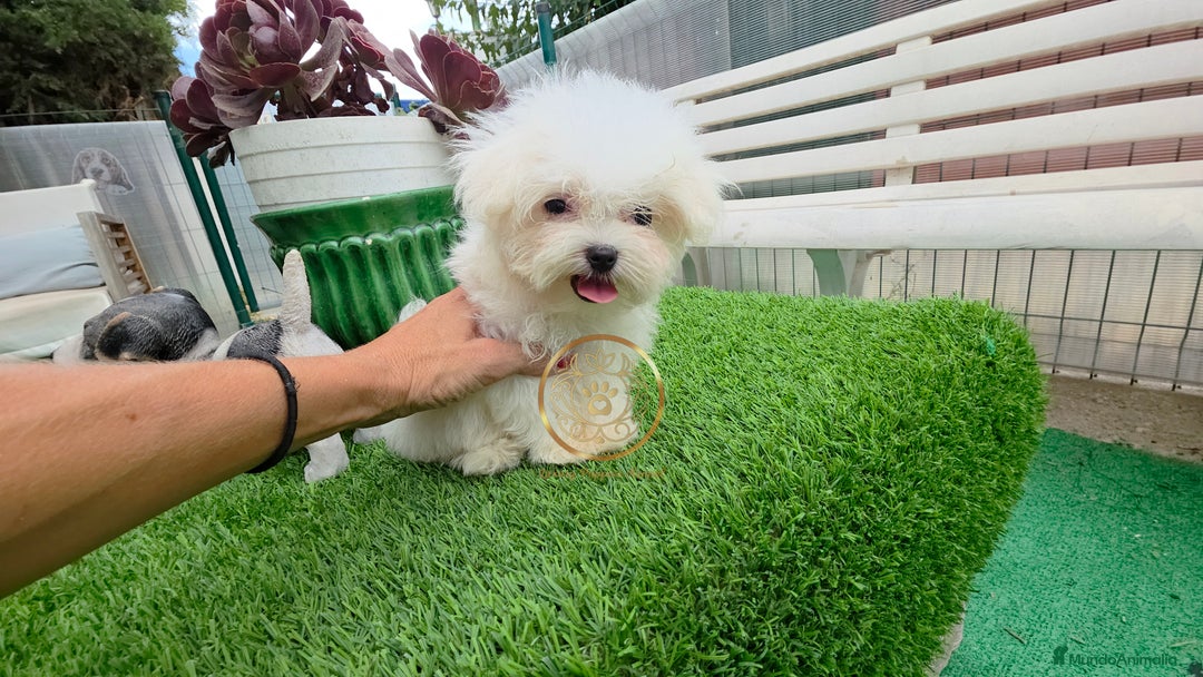 Bichón Maltés perros en venta: Bichon maktes coreano y americano  - Imagen 1
