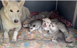 Raza Mixta perros en venta: Husky Siberiano y Lobo Artico - Imagen 4