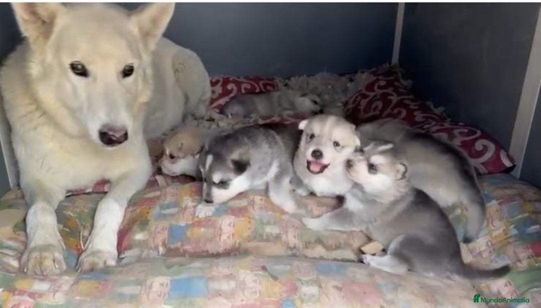 Raza Mixta perros en venta: Husky Siberiano y Lobo Artico - Imagen 4