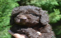 Perro de Agua Español perros en venta: Cachorras hembras de perro de agua español - Imagen 14
