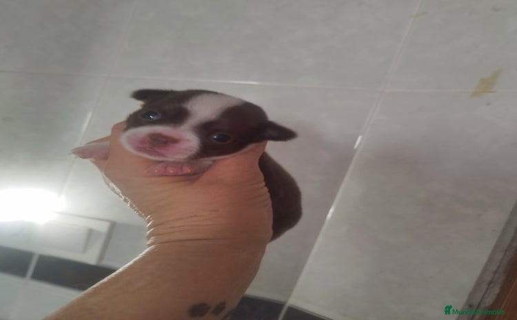 Chihuahua perros - Anuncio 14