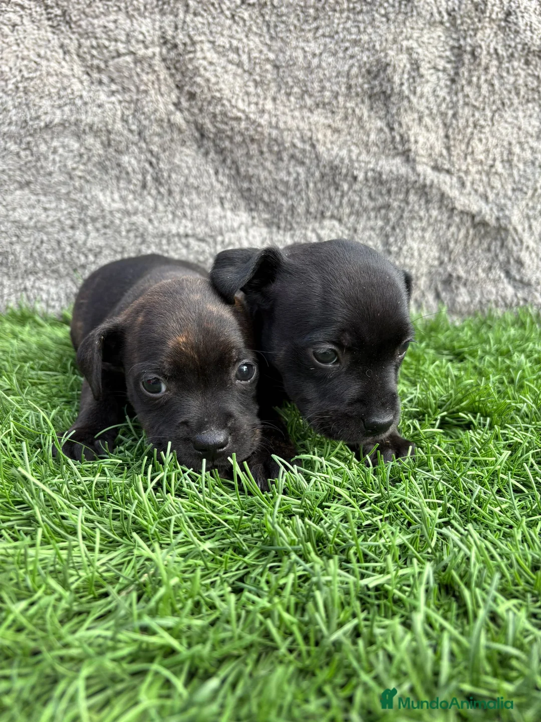 Staffordshire Bull Terrier perros en venta: Cachorros macho hembra Staffordshire Bull Terrier  - Anuncio 5