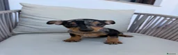Pinscher Miniatura perros en venta: Mini pincher Exoticos  - Anuncio 11