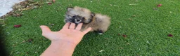 Pomerania perros en venta: Pomerania Toy Top  - Anuncio 33