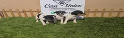 Ratonero Bodeguero Andaluz perros en venta: Bodeguero Andaluz-Calidad, seriedad y seguimiento - Anuncio 6
