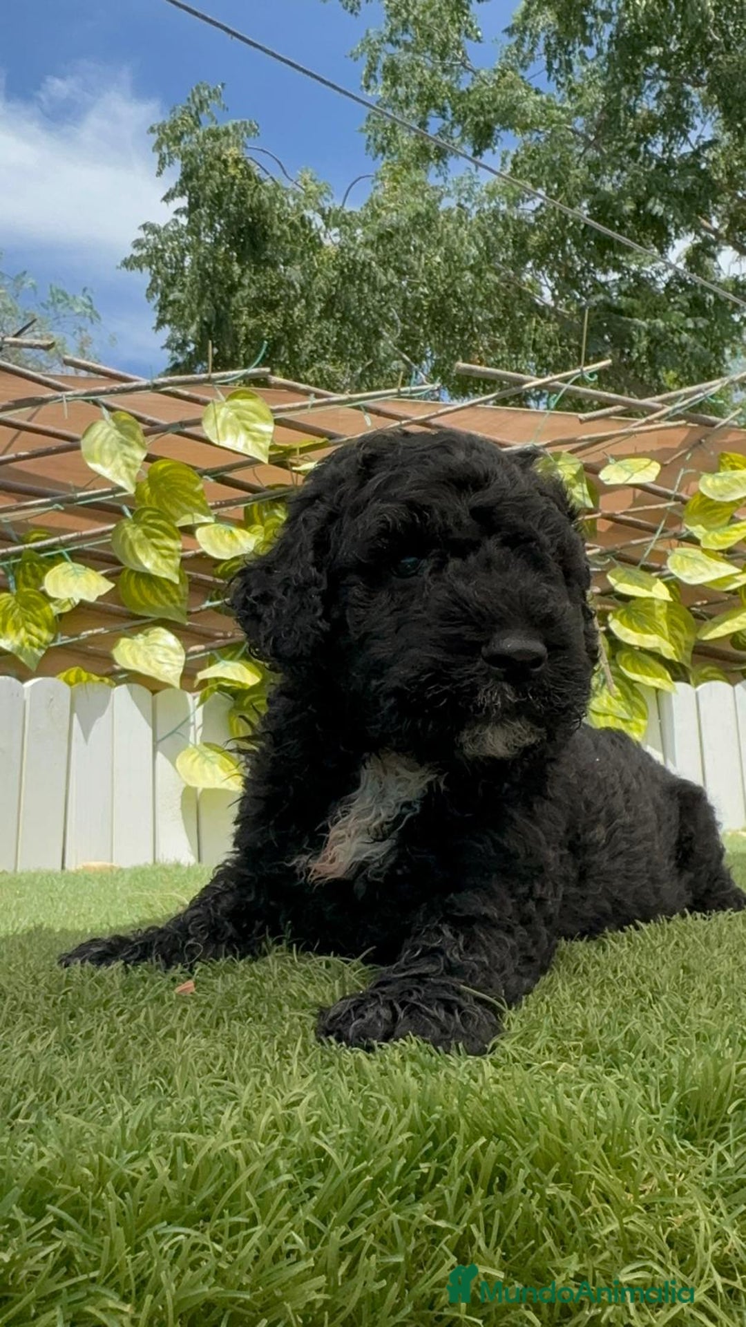 Perro de Agua Español perros en venta: PERRO DE AGUA ESPAÑOL - Imagen 6