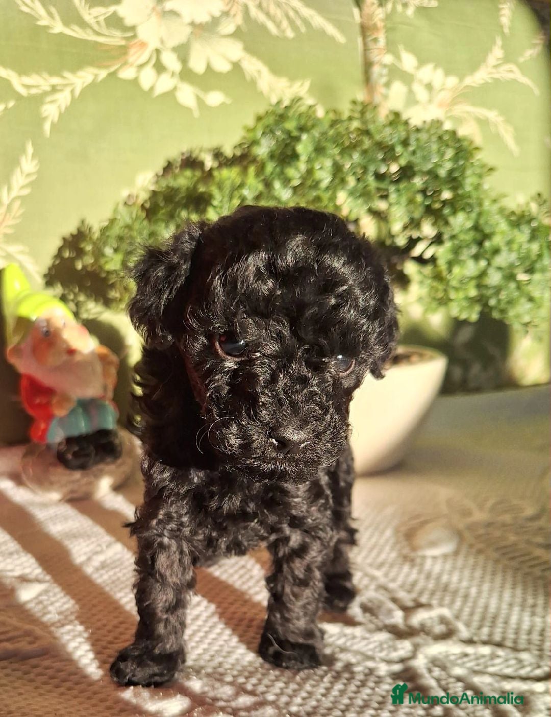 Caniche Enano perros en venta: Excelentes Cachorros de Caniche 🐩 - Imagen 5