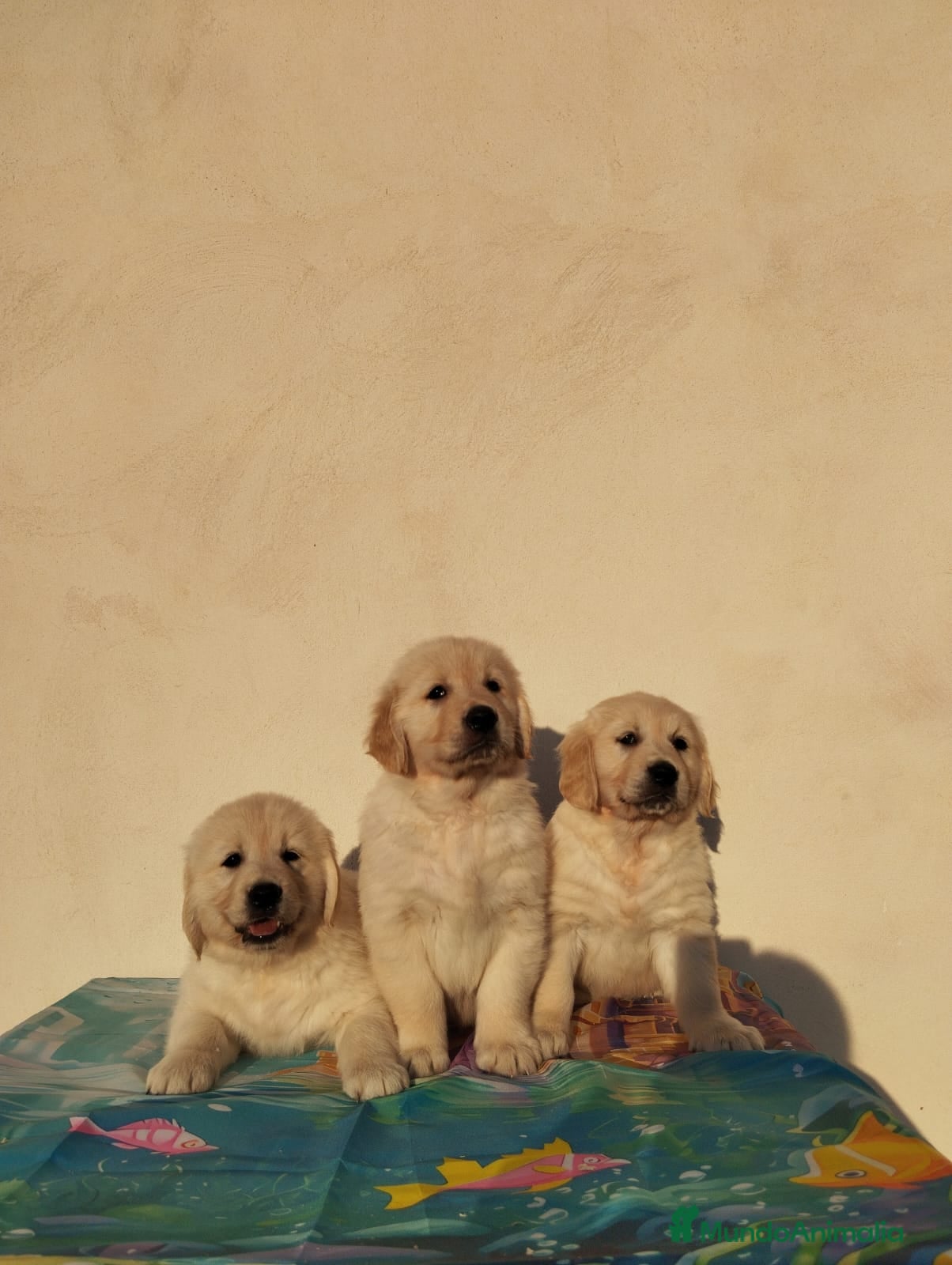 Golden Retriever perros Gran Camada de Golden Retriever - Anuncio 2
