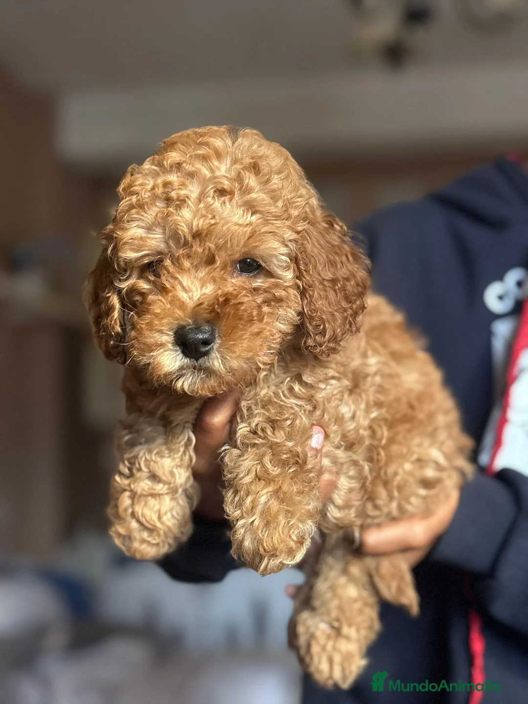 Caniche Toy perros en venta: Caniche toy  - Anuncio 1