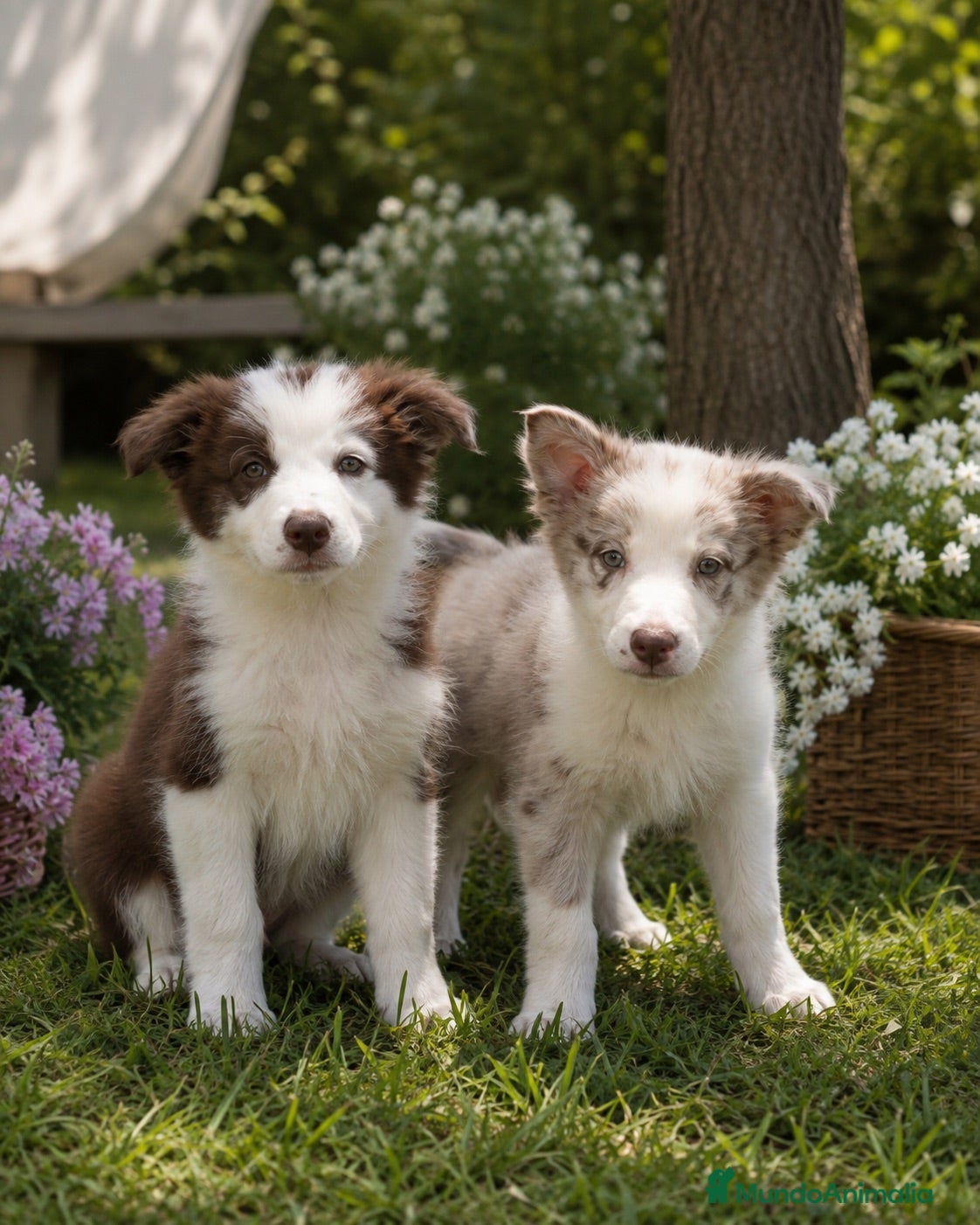 Border Terrier perros Border Collie Bicolor Choco & Merle Chocolate 🐾 - Anuncio 1