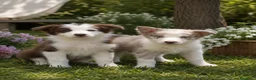 Border Terrier perros en venta: Border Collie Bicolor Choco & Merle Chocolate 🐾 - Anuncio 1