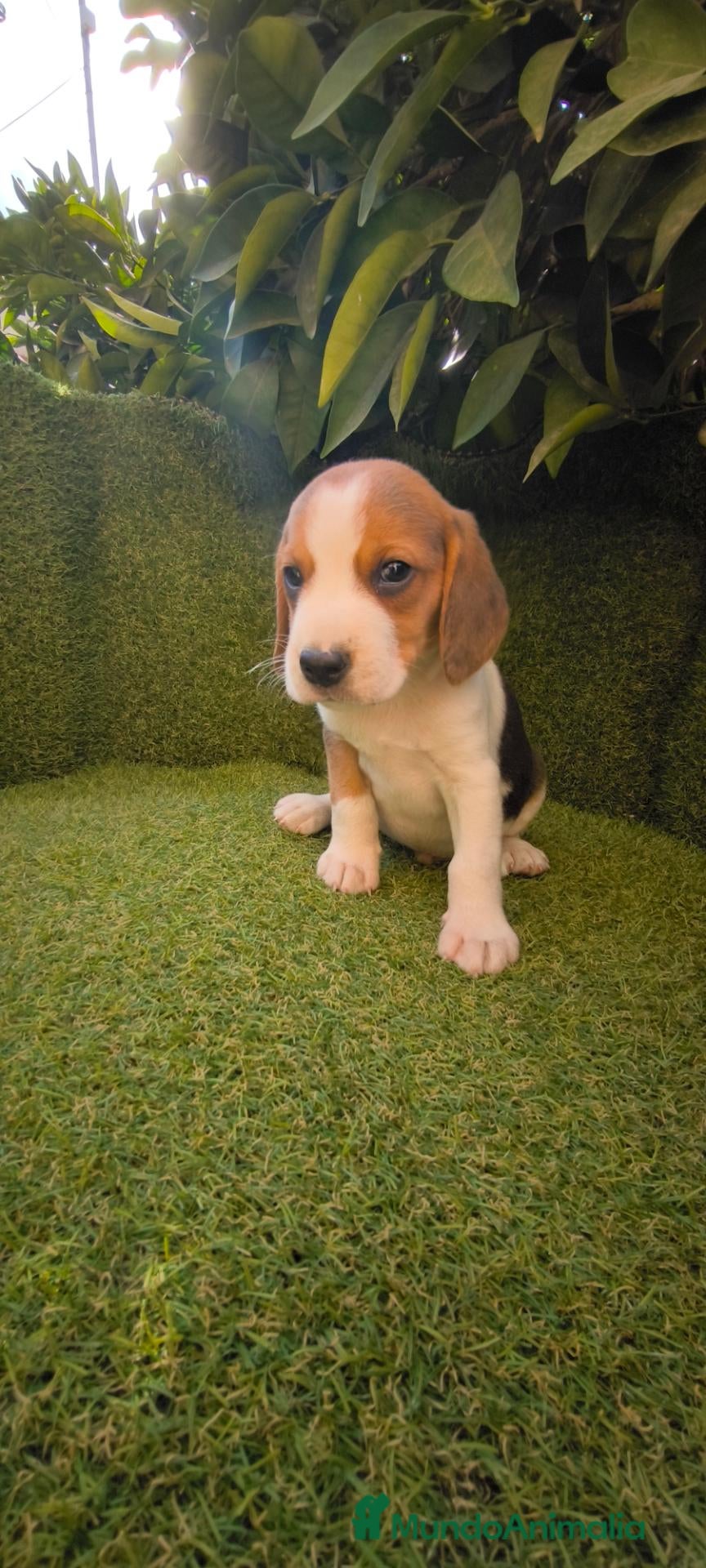 Beagle perros beagles mini tricolor  - Anuncio 1
