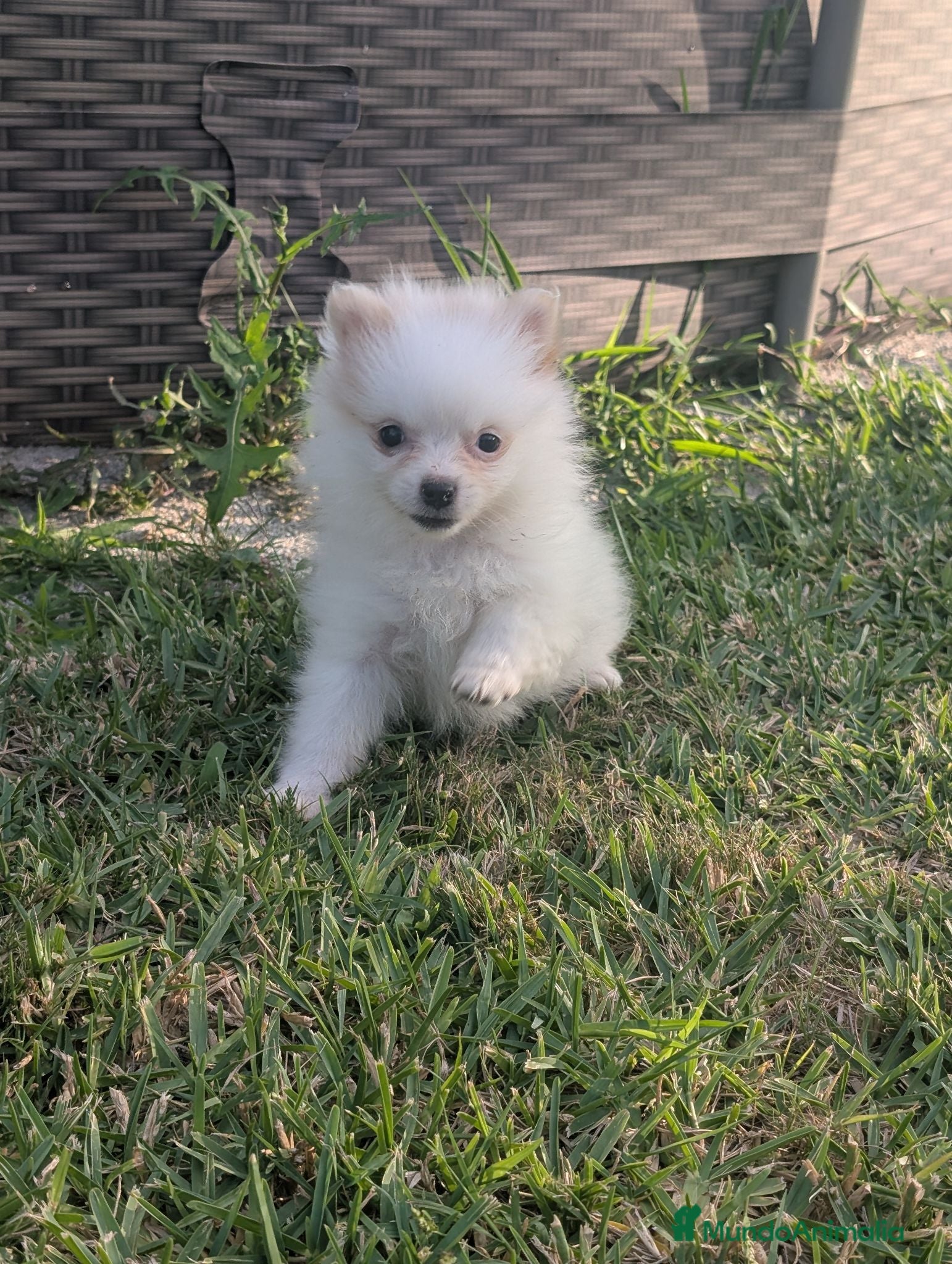 Spitz pequeño - Kleinspitz perros Kleinspitz pomeranias  - Anuncio 5