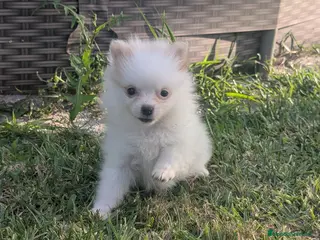 Spitz pequeño - Kleinspitz perros Kleinspitz pomeranias - Anuncio 5