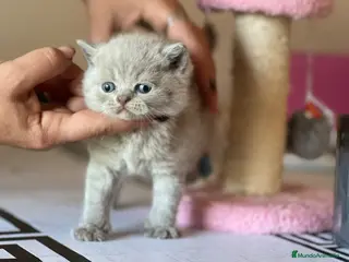 Británico de Pelo Corto gatos PRECIOSA BRITISH SHORTHAIR LILAC - Anuncio 1