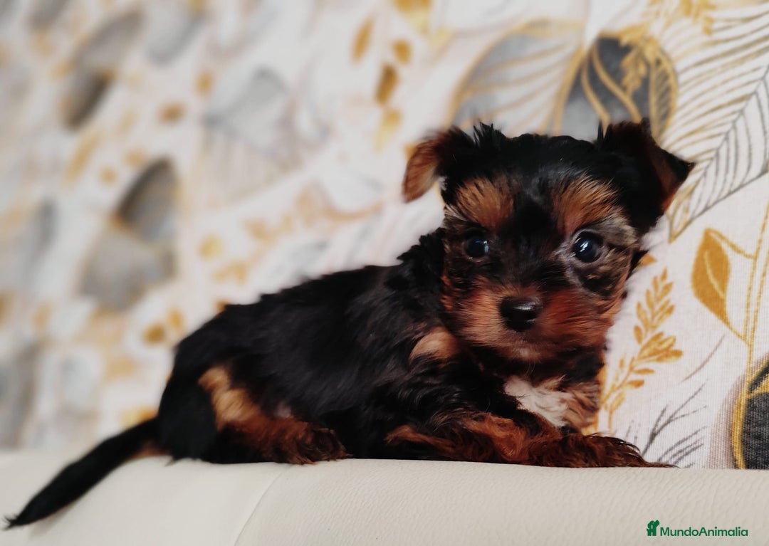 Yorkshire Terrier perros en venta: Yorkshire terrier toy - Anuncio 7