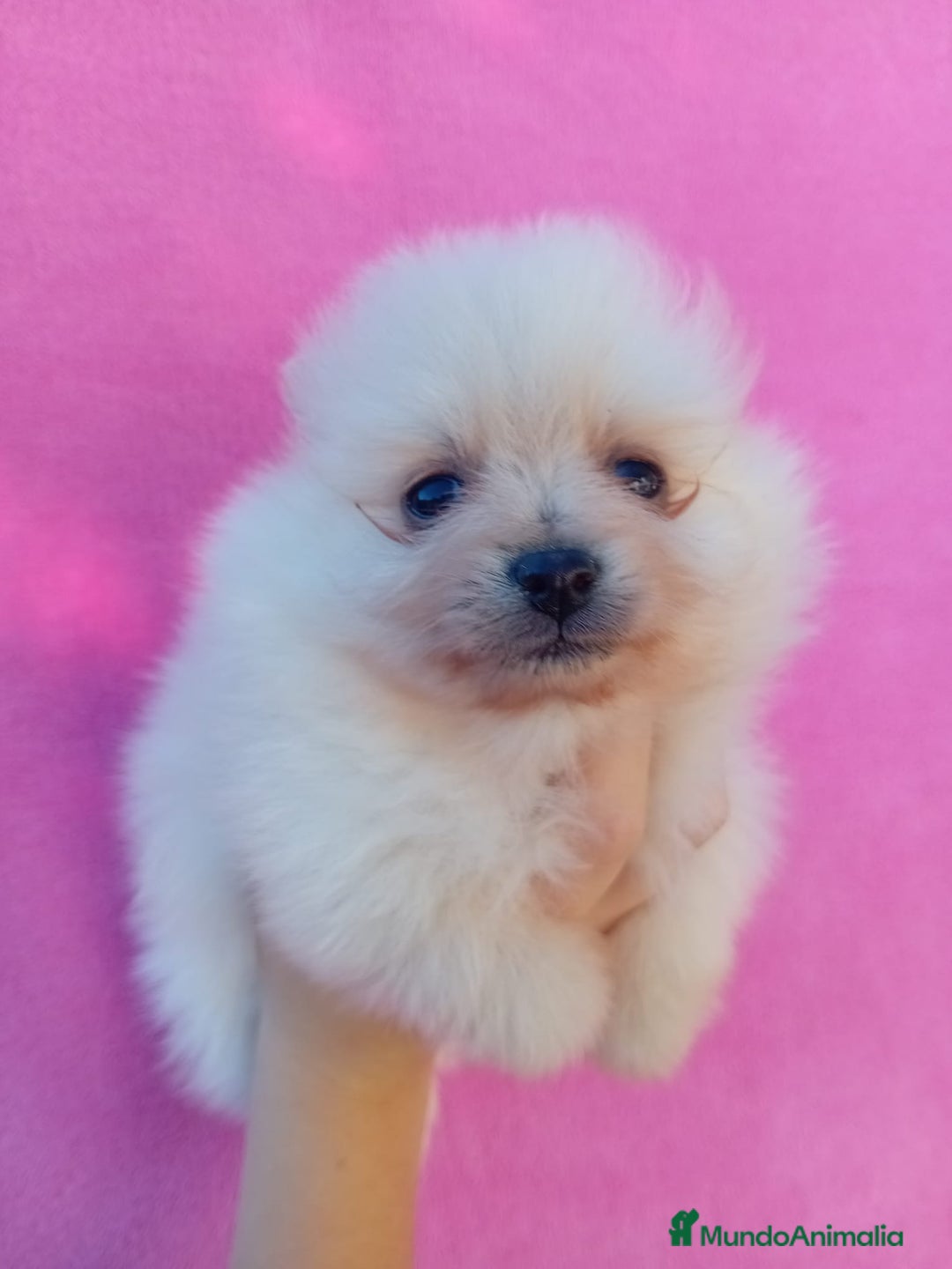 Pomerania perros en venta: Lulú de pomerania precio real - Anuncio 4