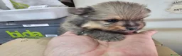 Pomerania perros en venta: Pomerania  - Anuncio 3