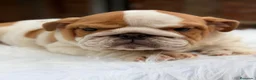 Bulldog Inglés perros en venta: Bulldog inglés de calidad  - Anuncio 2