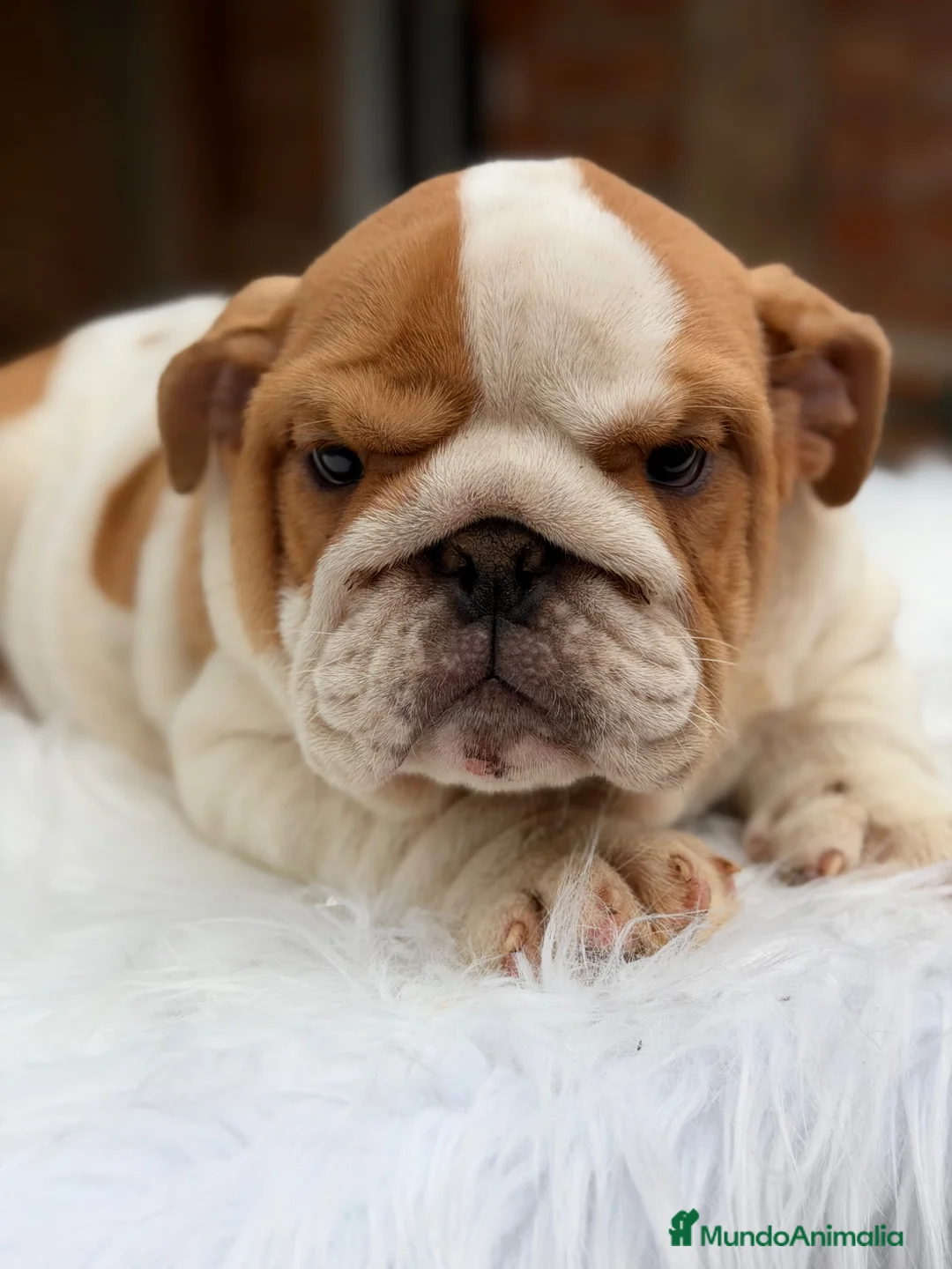 Bulldog Inglés perros en venta: Bulldog inglés de calidad  - Anuncio 2