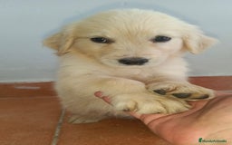 Golden Retriever perros en venta: Golden Retriever  - Imagen 8