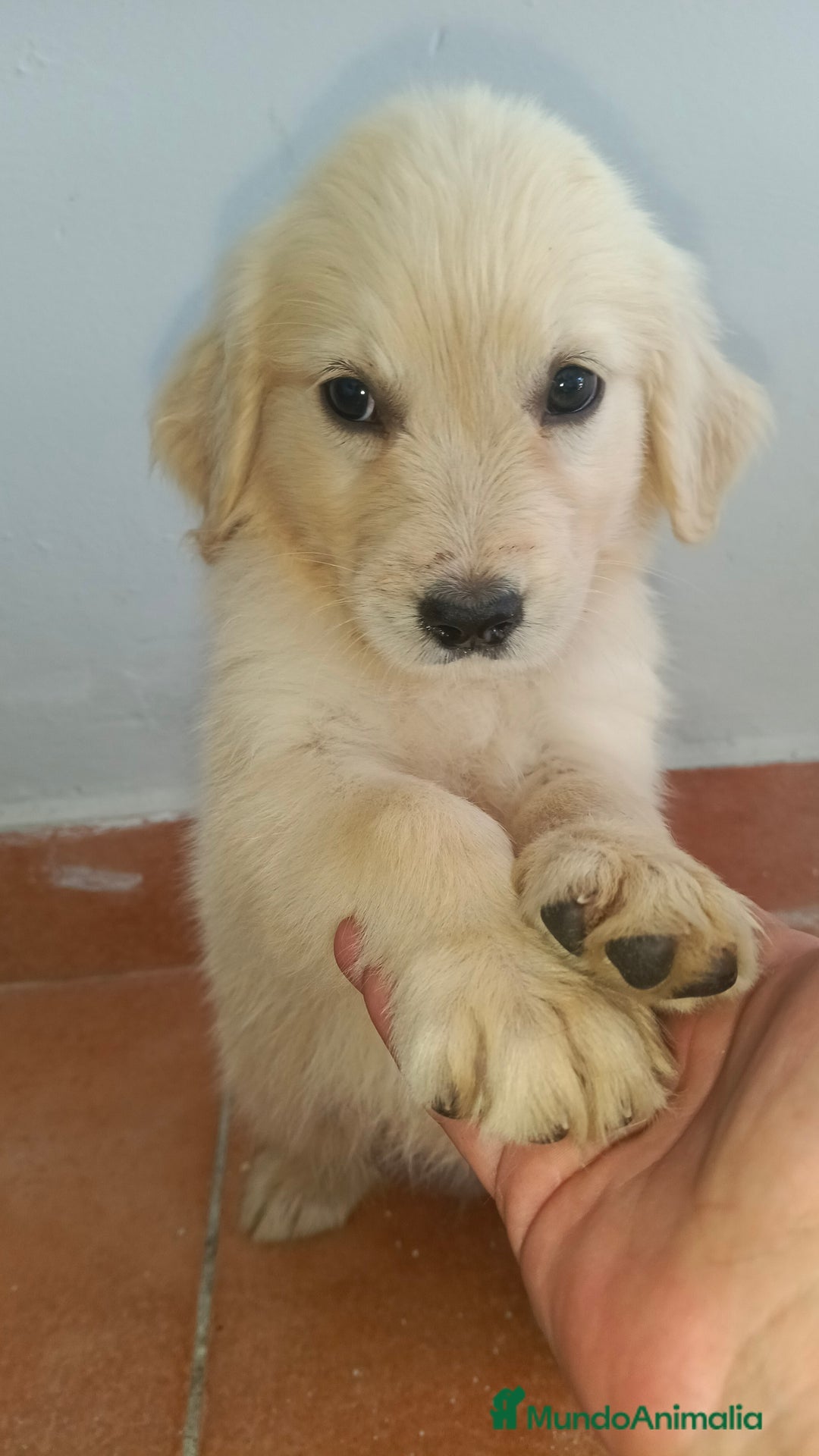 Golden Retriever perros en venta: Golden Retriever  - Imagen 8