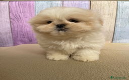 Shih Tzu perros en venta: Shih tzu Macho para reservar muy bonito !!! - Imagen 2