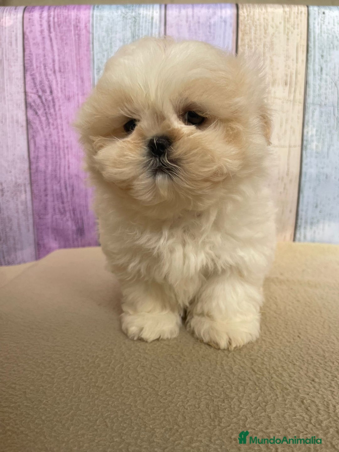 Shih Tzu perros en venta: Shih tzu Macho para reservar muy bonito !!! - Imagen 2